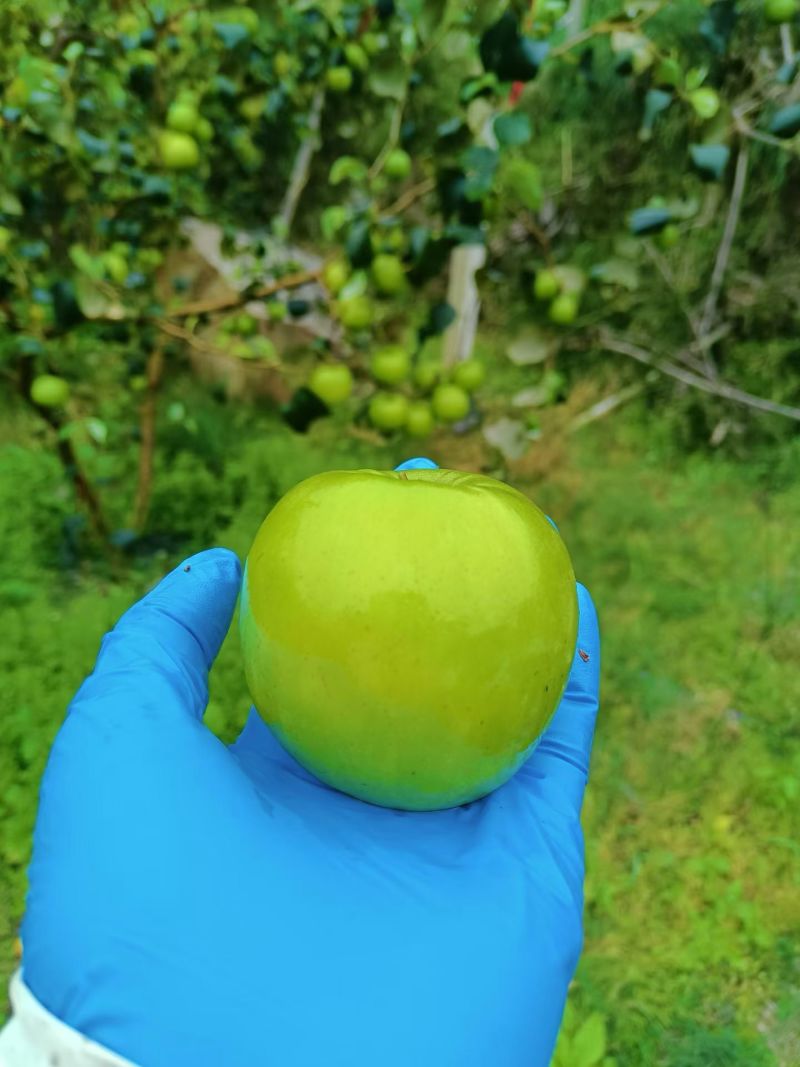 西双版纳苹果枣**品质高糖度