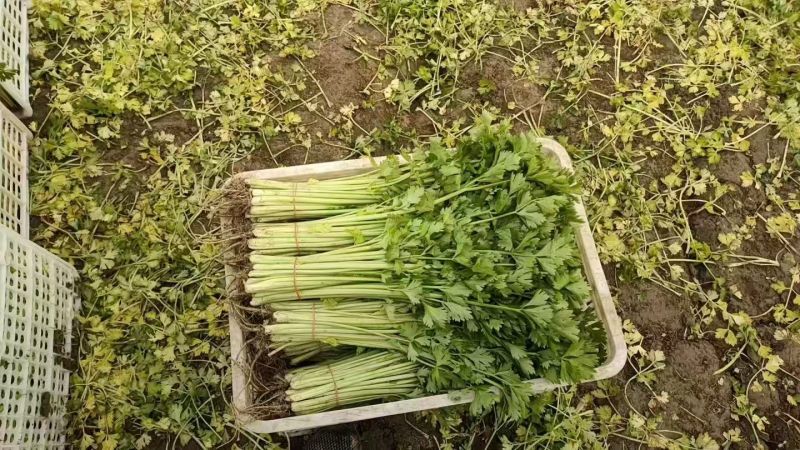 香芹
