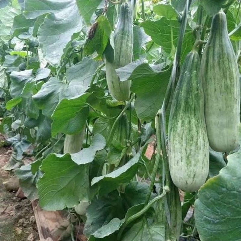 山东羊角蜜甜瓜支持各大平台电商一件代发包售后