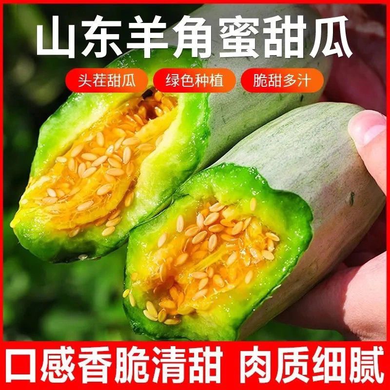 山东羊角蜜甜瓜支持各大平台电商一件代发包售后