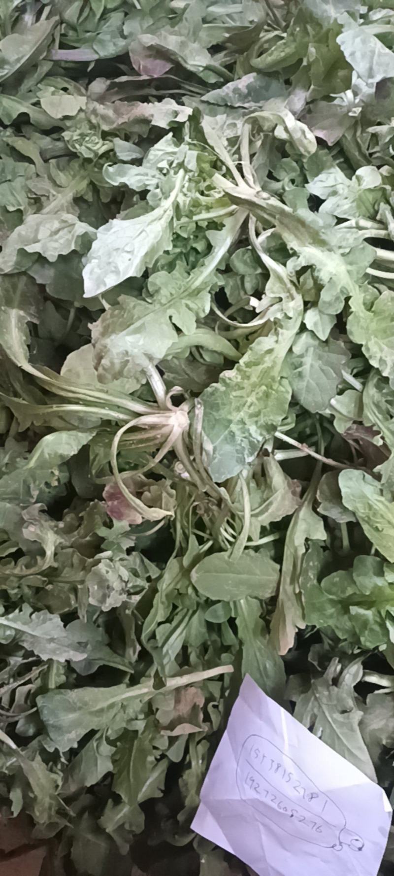 荠荠菜