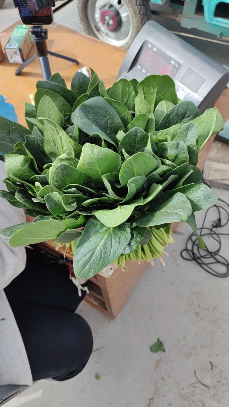 精品大叶菠菜基地直发对接全国诚信经营欢迎咨询