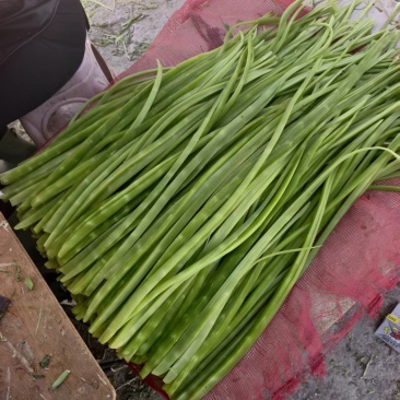 贡菜安徽涡阳优质贡菜