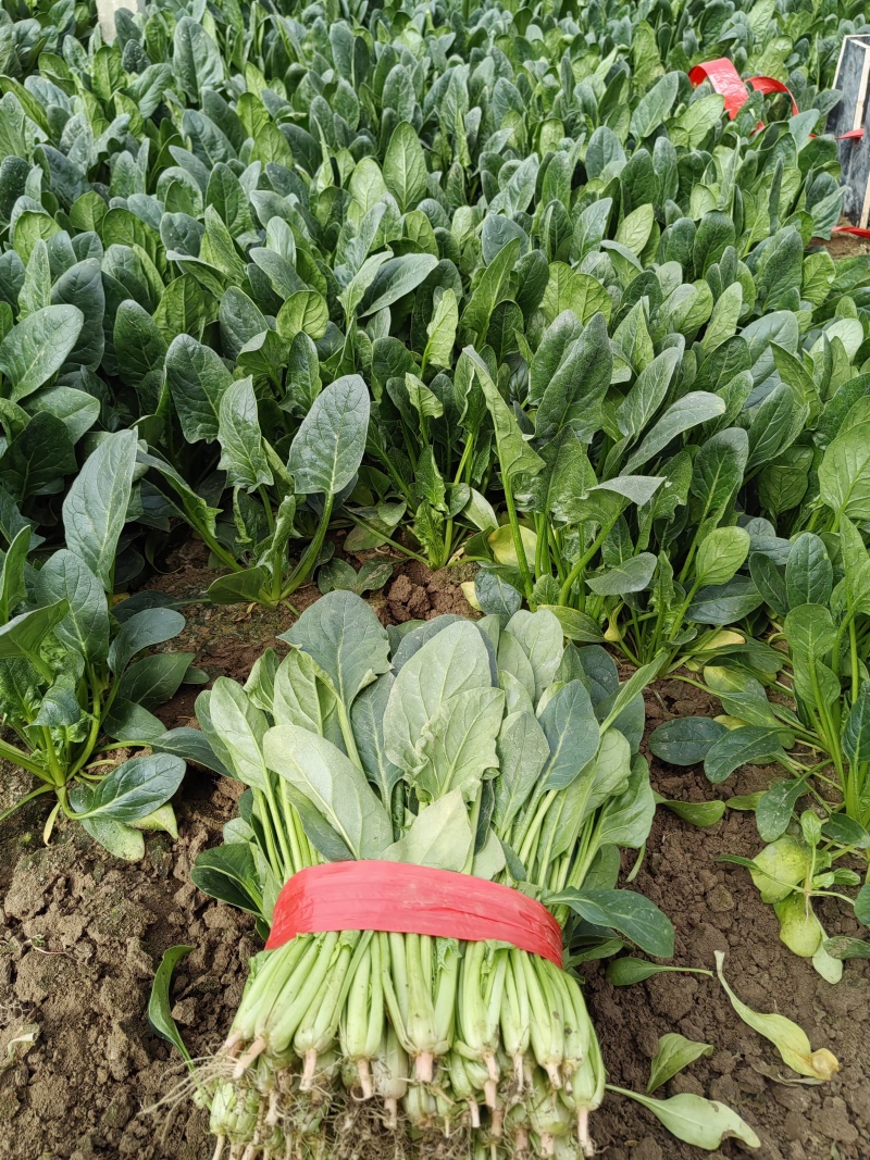 【实力】河北菠菜/大叶菠菜产地直发欢迎咨询可视频看货