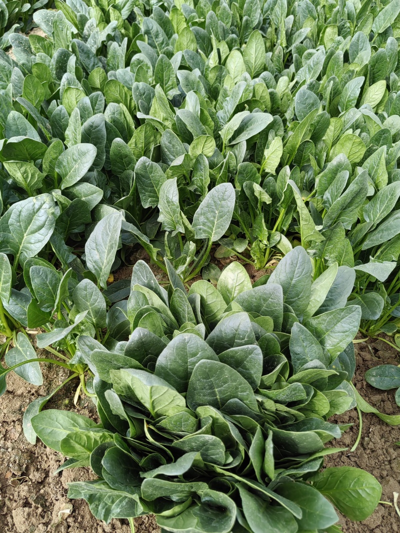 【热卖】精品菠菜货源充足量大从优质量保证新鲜采摘