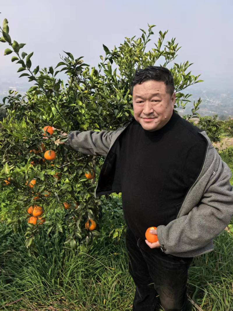 重庆明日见柑橘基地直供，规格齐全，一件代发货发全国
