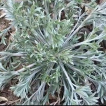 沂蒙山鲜茵陈