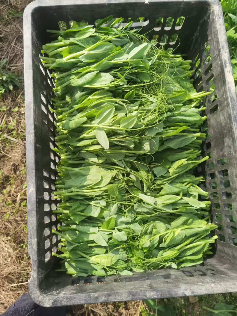 豌豆尖