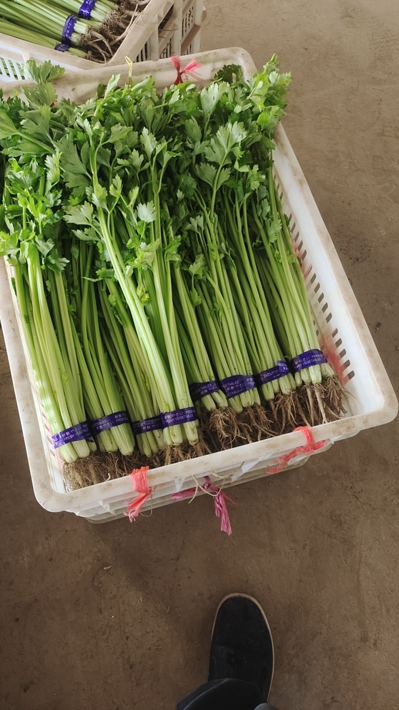 小香芹