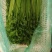 小香芹