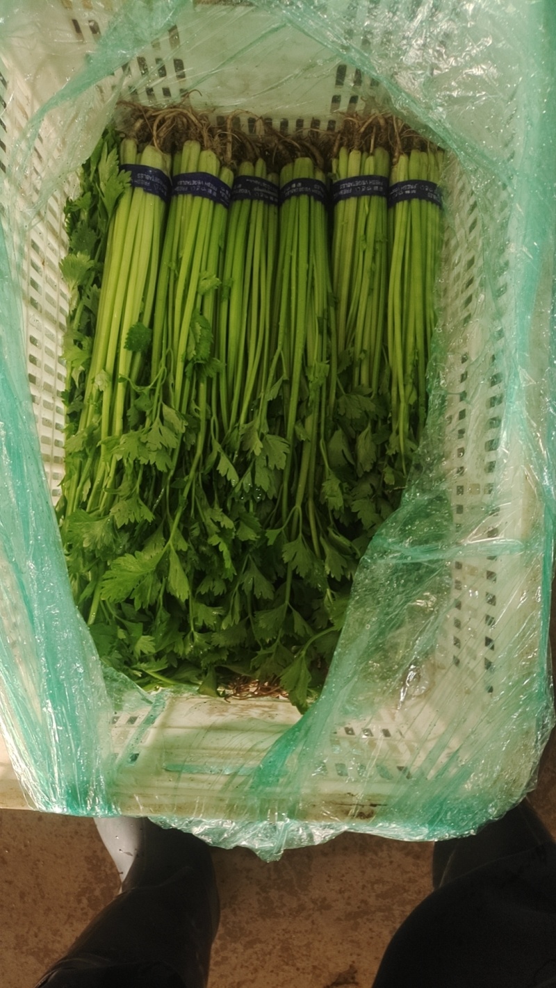 小香芹