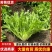 【实力商家】产地直发【质量上乘】诚信经营【保质保量】苦苣