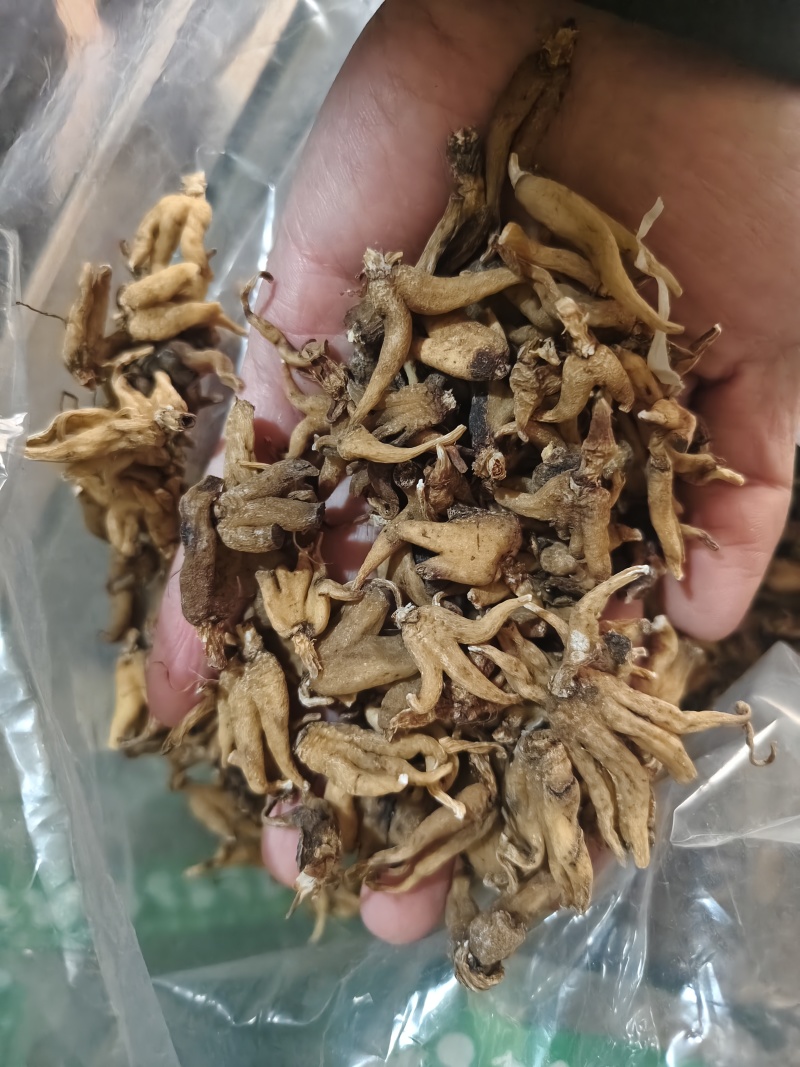 手掌参正品四川阿坝州野生佛手参手掌参批发零售