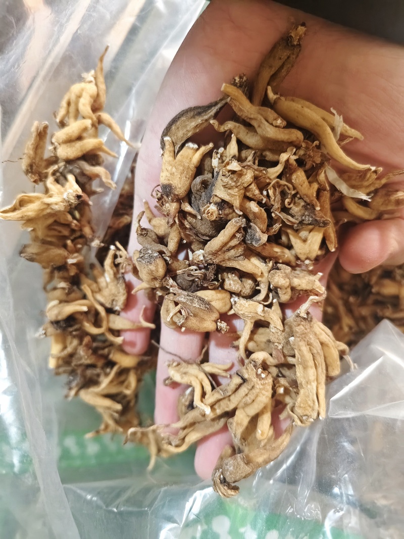 手掌参正品四川阿坝州野生佛手参手掌参批发零售