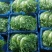 【实力商家】产地直发【诚信经营】保质保量【量大从优】苦菊