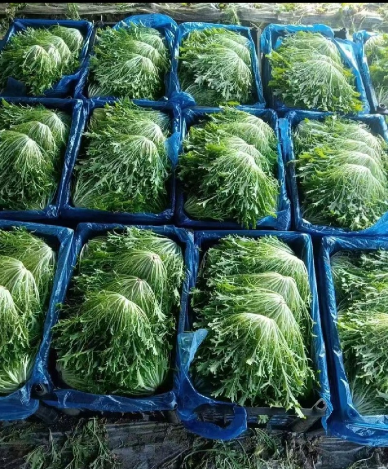 【实力商家】产地直发【诚信经营】保质保量【量大从优】苦菊