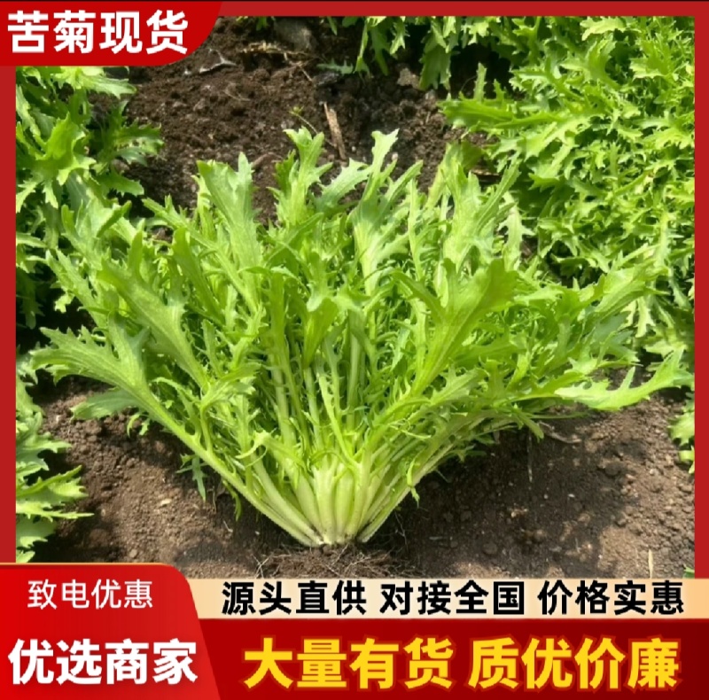 【实力商家】产地直发【诚信经营】保质保量【量大从优】苦菊