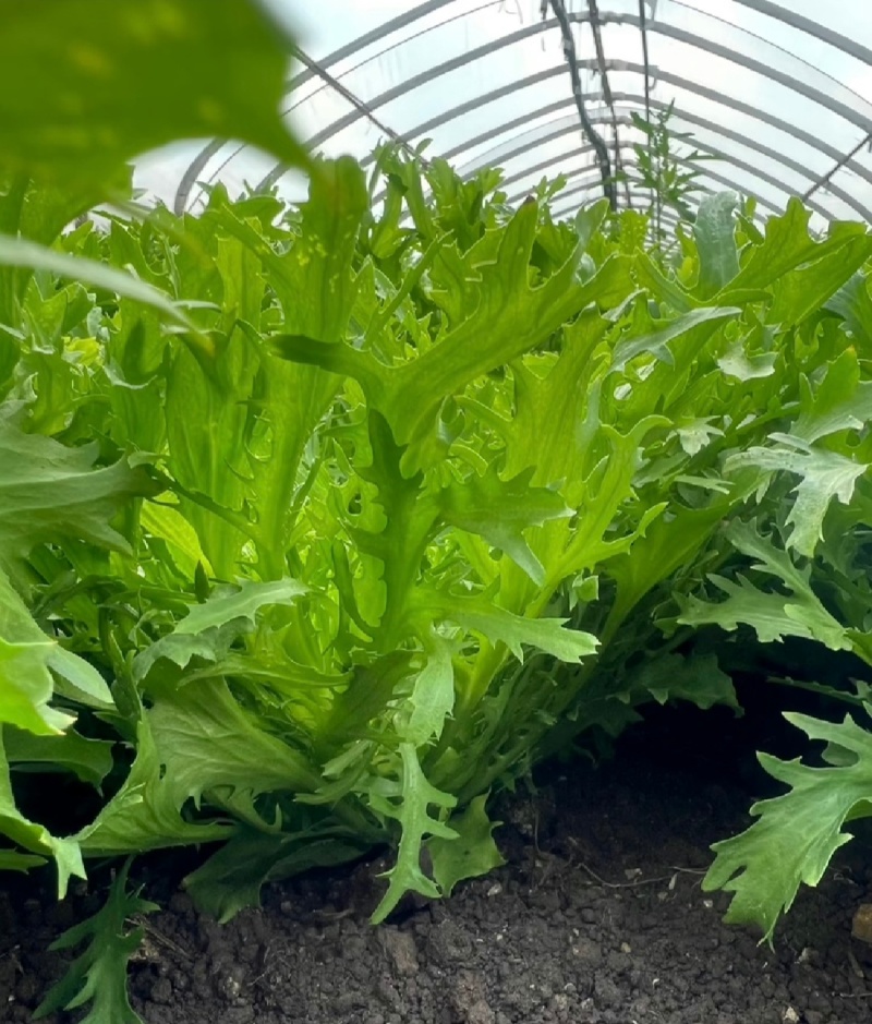 【实力商家】产地直发【诚信经营】保质保量【量大从优】苦菊