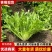 【实力商家】产地直发【诚信经营】保质保量【量大从优】苦菊