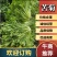 【实力商家】产地直发【诚信经营】保质保量【量大从优】苦菊