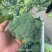 【实力商家】产地直发【诚信经营】保质保量【价格合理】西花