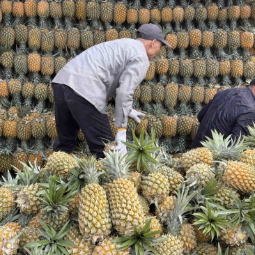 【推荐】云南香水菠萝，小菠萝，精品菠萝，电商团购整车发货
