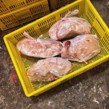 三光鸭子