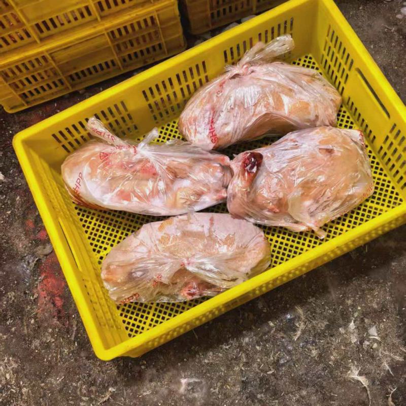 三光鸭子