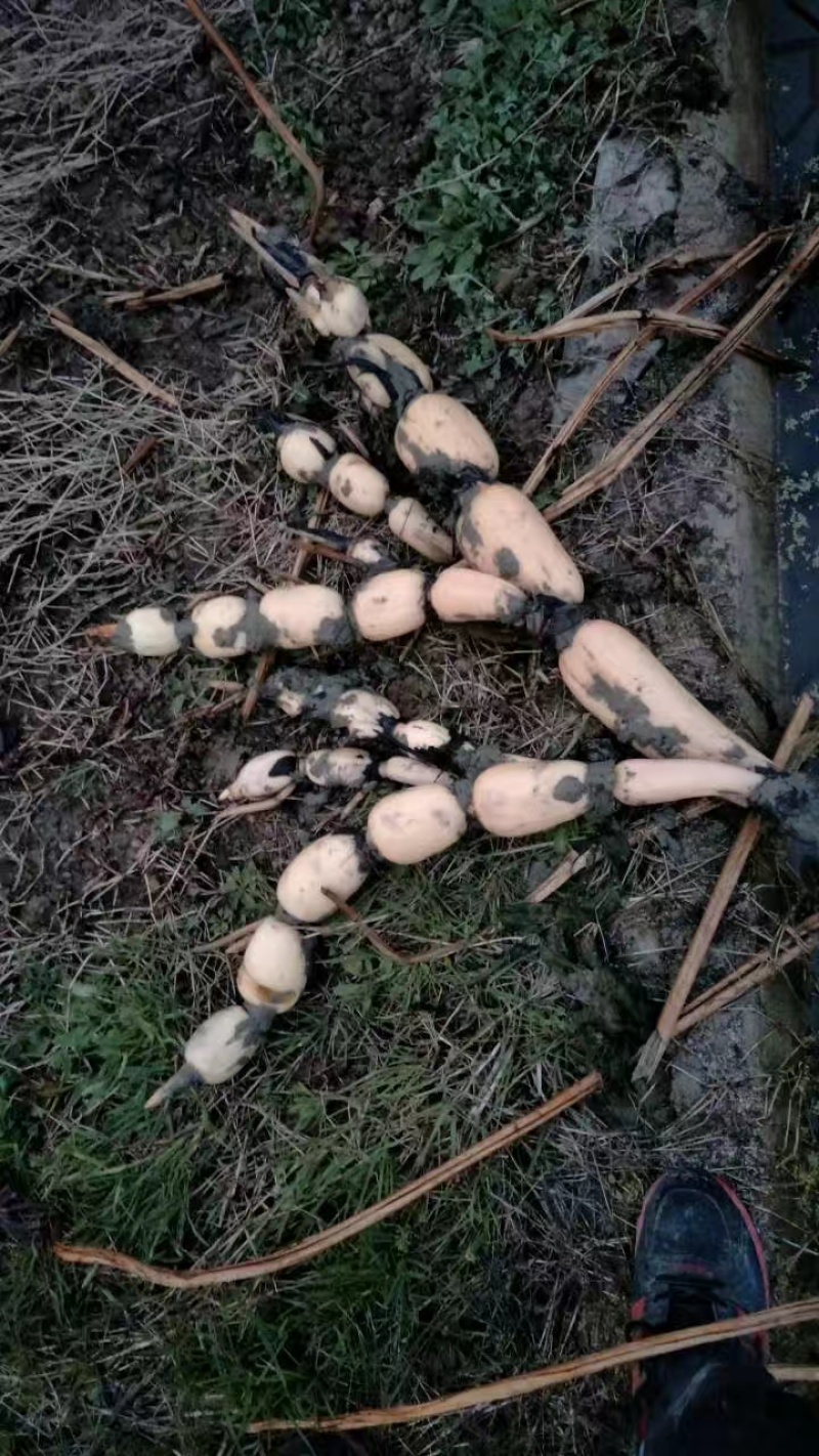 湖北莲藕新35藕苗可以开始预定了，质量保证，量大从优
