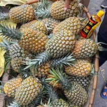 【实力】云南香水菠萝，精品菠萝，小菠萝，电商团购整车发货