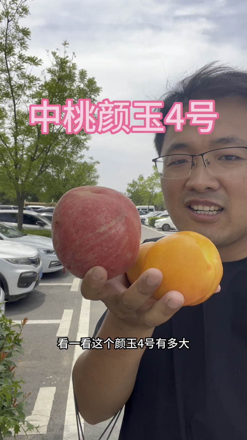 果园直发桃树苗新品种特早熟胭脂脆桃颜玉四号桃包对版成活率