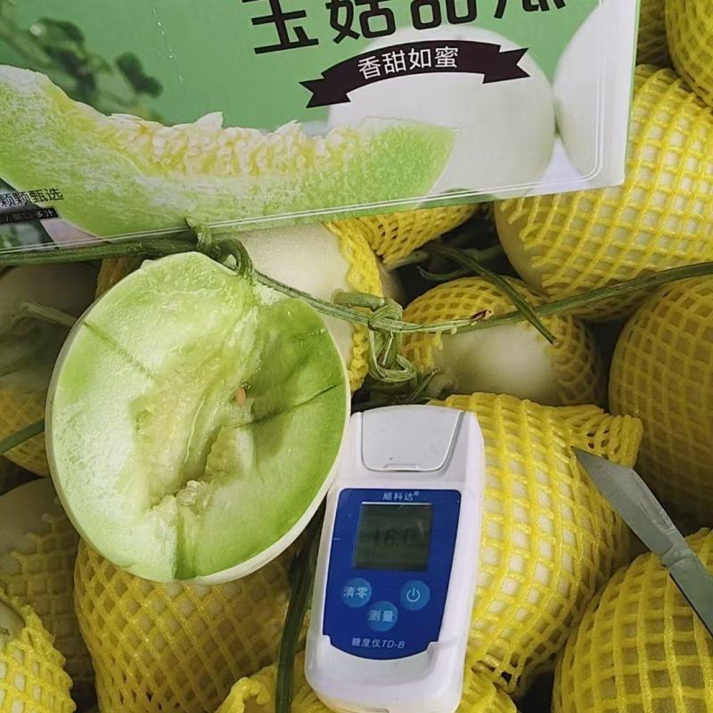 山东省单县万亩玉菇大量上市基地直供全国各地市场电商代发