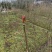 2026香椿芽源头直供露天种植现摘现发香椿芽