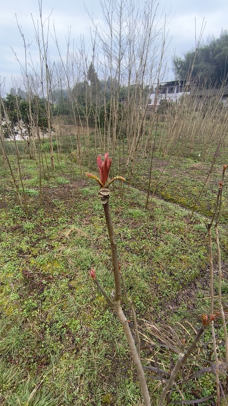 2026香椿芽源头直供露天种植现摘现发香椿芽