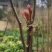 2026香椿芽源头直供露天种植现摘现发香椿芽