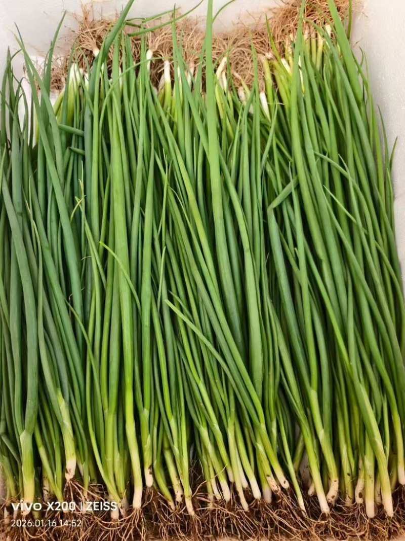 精品小葱大量现货/量大从优/保质保量/欢迎采购