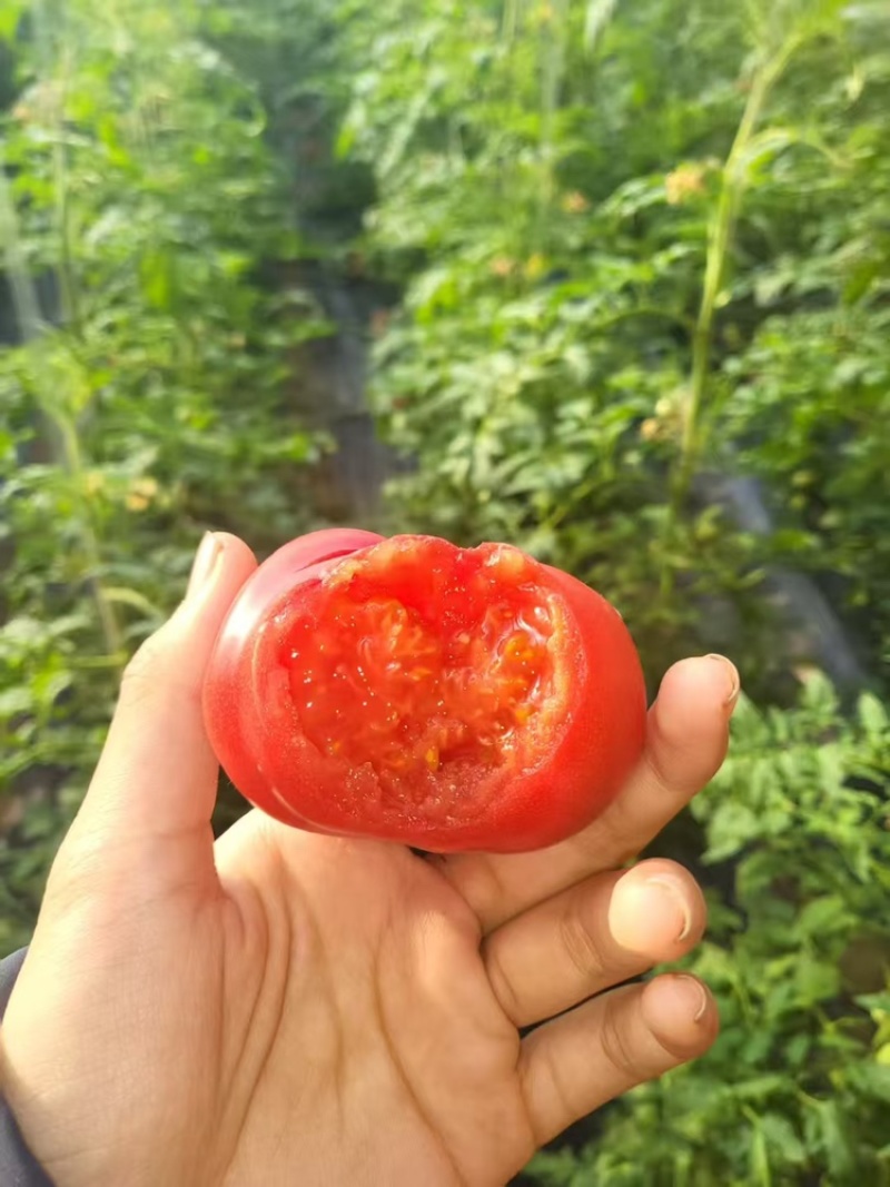 山东青岛黄岛西红柿大量上市草莓和老品种西红柿