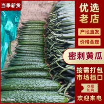 山东临沂黄瓜，顶花密刺黄瓜保质保量大量现货全国可发货