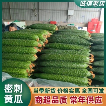 山东精品密刺黄瓜货源充足量大从优质量保证欢迎咨询