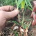 紫花巨茎白芨特大苗