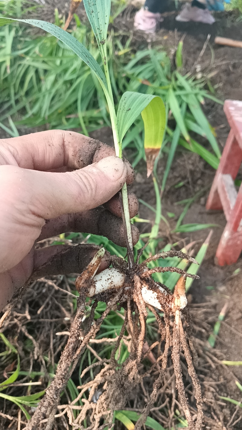紫花巨茎白芨特大苗