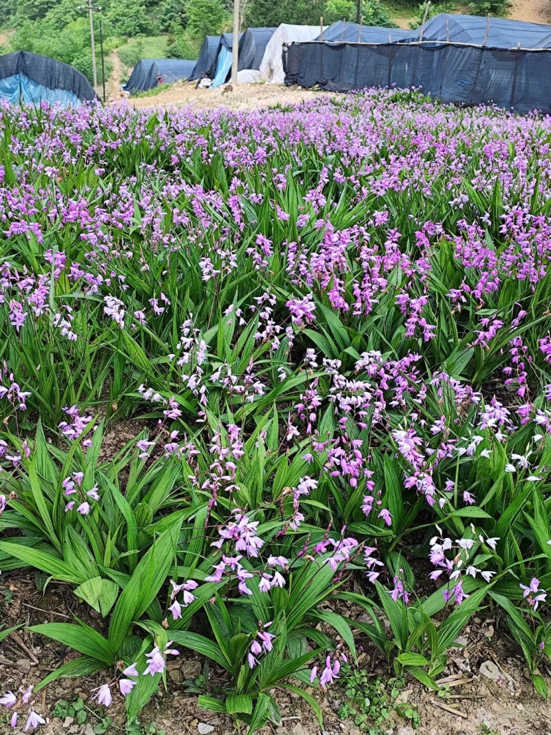 紫花巨茎白芨特大苗