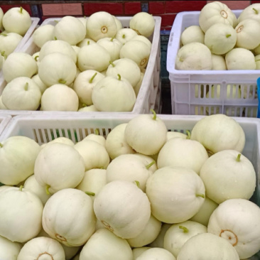 优质白玉香瓜安阳产地直批新鲜采摘口感佳量大价优