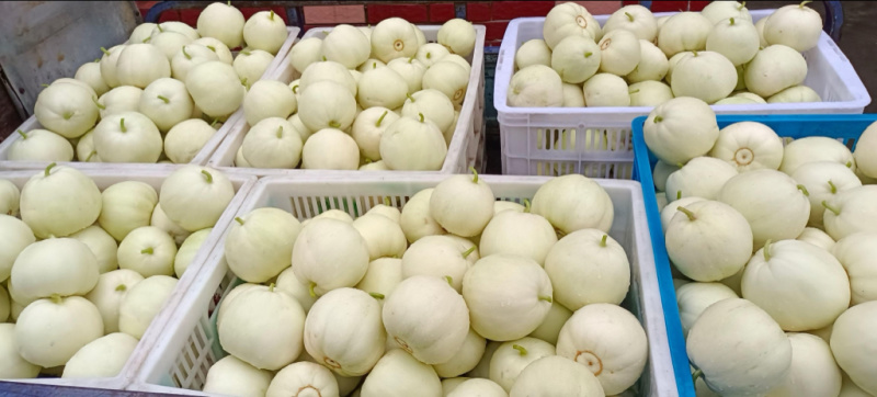 优质白玉香瓜安阳产地直批新鲜采摘口感佳量大价优