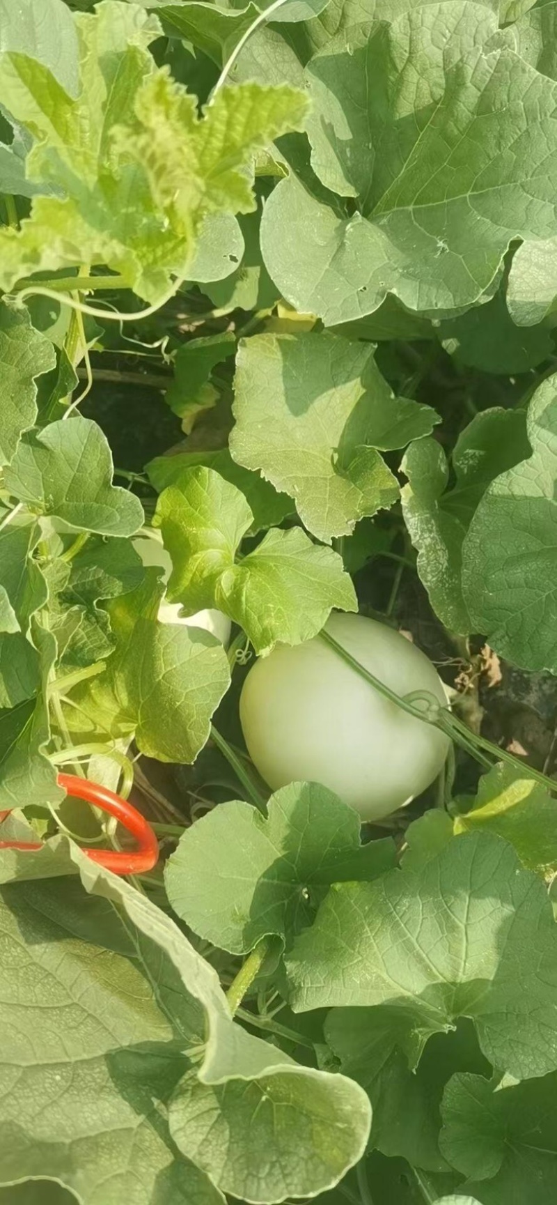 优质白玉香瓜安阳产地直批新鲜采摘口感佳量大价优