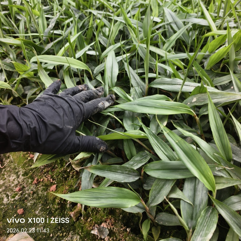 红头益智仁苗杯苗广西钦州灵山基地直销可