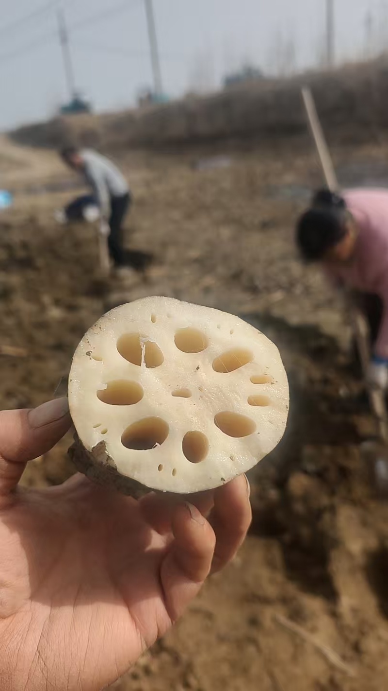 中牟县黄河滩头年莲菜