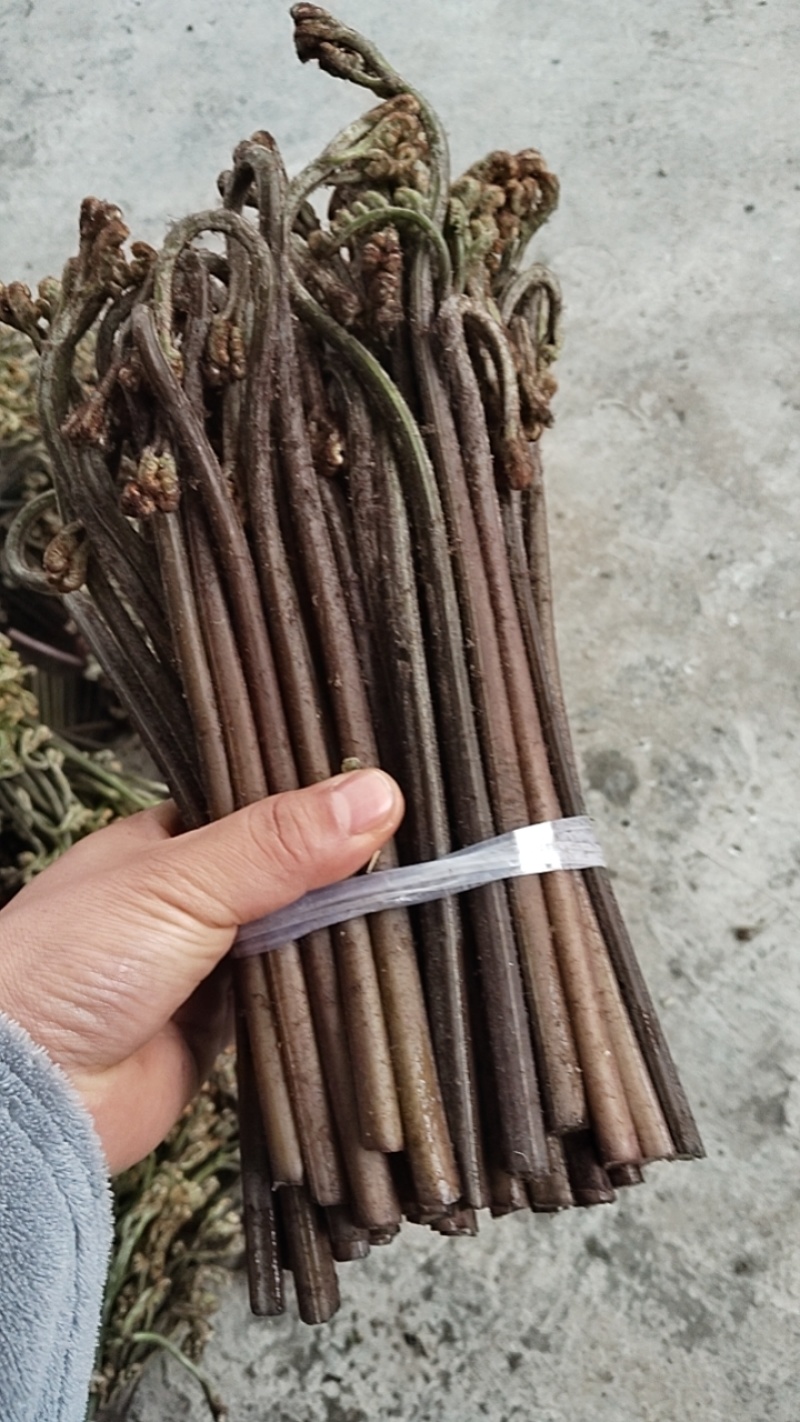 贵州蕨菜可以保持每天出货