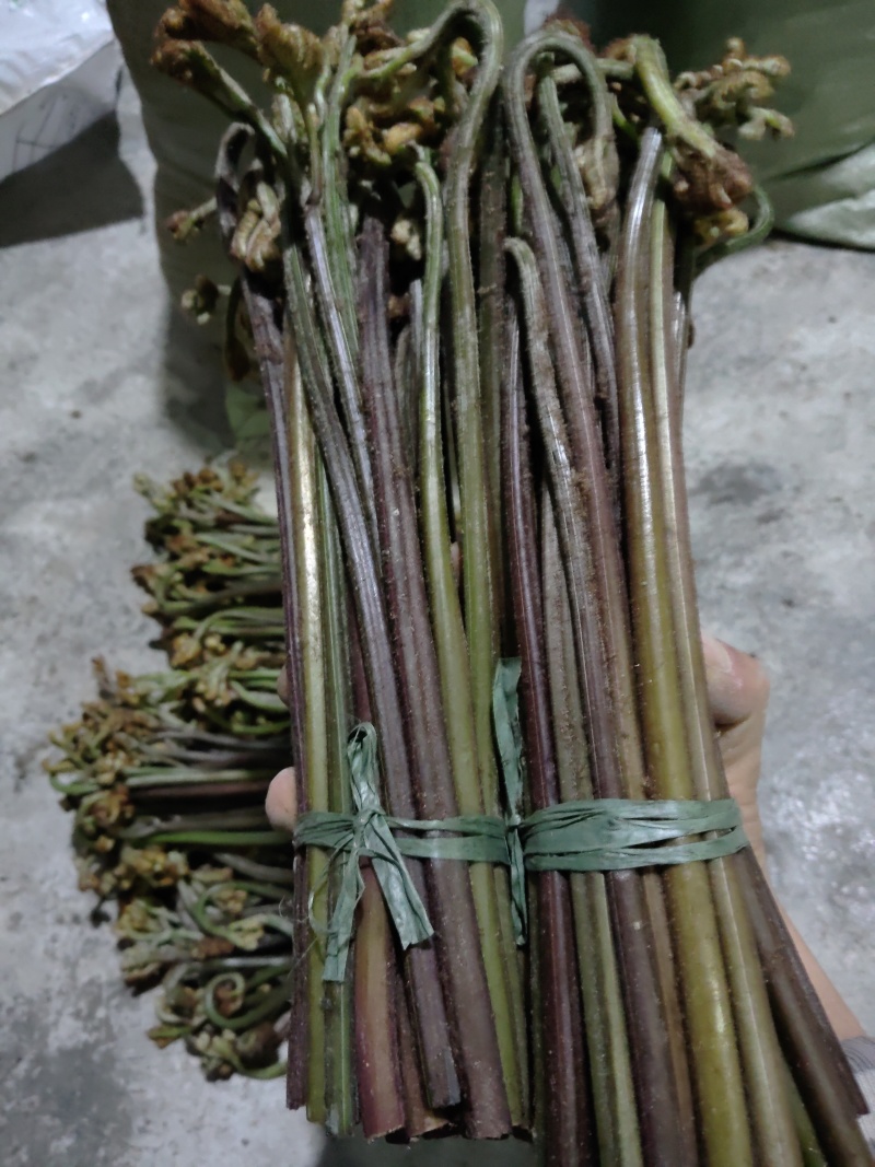贵州蕨菜可以保持每天出货
