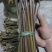 贵州蕨菜可以保持每天出货